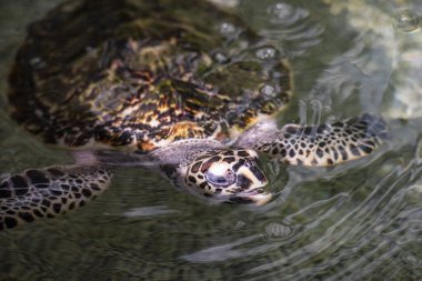 Tayland 'ın Chonburi eyaleti Sattahip' teki Turtle Koruma Merkezi 'ndeki havuzda bir deniz kaplumbağası. 30 Ekim 2024.