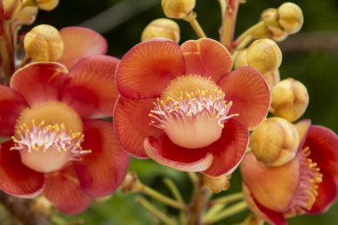 Thailand, Tayland 'da Nonthaburi eyaletinin Ko Kret Adası' ndaki Couroupita guianensis Çiçeği, 10 Kasım 2024