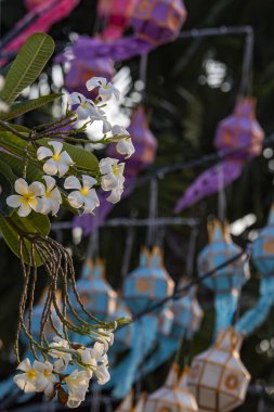 Thai çiçekleri Pak Kret şehrinde Pak Kret Tayland, Tayland, Pak Kret, 9 Kasım 2024
