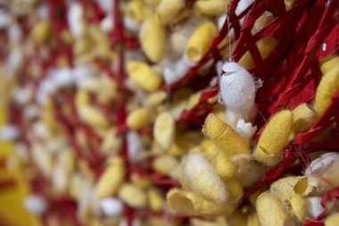 İpek Böceği Kozaları Tayland 'ın Khon Kaen ilinin şehir merkezinde İpek Fuarı' nda. Tayland, Khon Kaen, 5 Aralık 2024