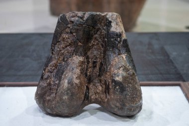 Fosil Kemikler Tayland 'ın Khon Kaen ilindeki Amphoe Phu Wiang' daki Phu Wiang Dinozor Müzesi 'nde. Tayland, Khon Kaen, 6 Aralık 2024