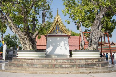 Tayland 'ın Phitsanulok kentindeki Wat Phra Si Rattana Mahathat' daki Yaşlı Ağaç. Tayland, Phitsanulok, Kasım 29, 2024.