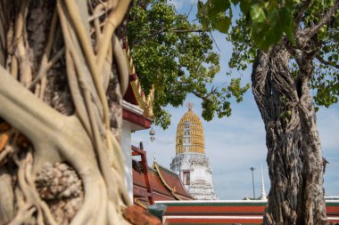 Tayland 'ın Phitsanulok kentindeki Wat Phra Si Rattana Mahathat' daki Yaşlı Ağaç. Tayland, Phitsanulok, Kasım 29, 2024.