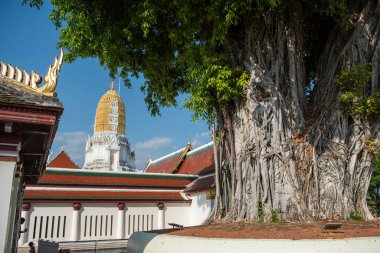 Tayland 'ın Phitsanulok kentindeki Wat Phra Si Rattana Mahathat' daki Yaşlı Ağaç. Tayland, Phitsanulok, Kasım 29, 2024.