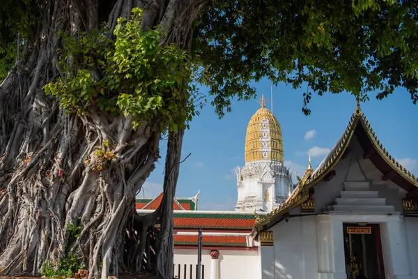 Tayland 'ın Phitsanulok kentindeki Wat Phra Si Rattana Mahathat' daki Yaşlı Ağaç. Tayland, Phitsanulok, Kasım 29, 2024.