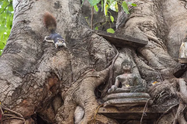 Tayland 'ın kuzeyindeki Phitsanulok ili ve Wat Ratchaburana Tapınağı' nda bir Buda. Tayland, Phitsanulok, Kasım 29, 2024.