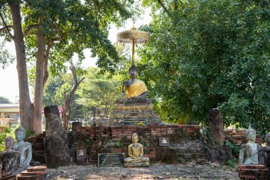 Buda şehirdeki Wat Aranyik 'teki Chedi harabelerinde ve Tayland' daki Phitsanulok 'ta yaşar. Tayland, Phitsanulok, 30 Kasım 2024.