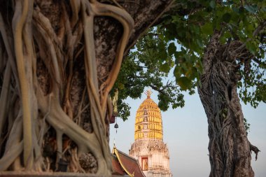 Tayland 'ın Phitsanulok kentindeki Wat Phra Si Rattana Mahathat' daki Yaşlı Ağaç. Tayland, Phitsanulok, Kasım 29, 2024.