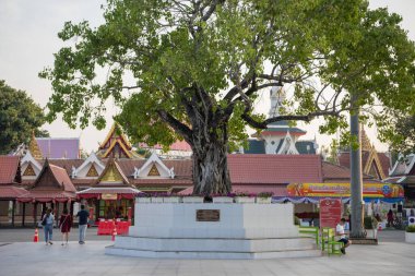 Tayland 'ın Phitsanulok kentindeki Wat Phra Si Rattana Mahathat' daki Yaşlı Ağaç. Tayland, Phitsanulok, 1 Aralık 2024.