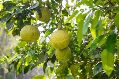 Nan Orange Kuzey Tayland 'ın Nan ilindeki Khun Sathan Ulusal Parkı' nda. Tayland, Nan, 22 Kasım 2024.