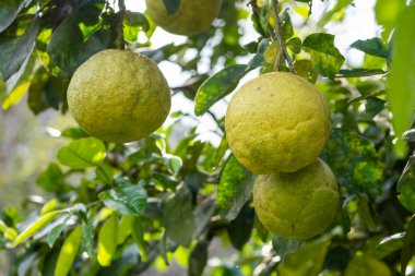 Nan Orange Kuzey Tayland 'ın Nan ilindeki Khun Sathan Ulusal Parkı' nda. Tayland, Nan, 22 Kasım 2024.