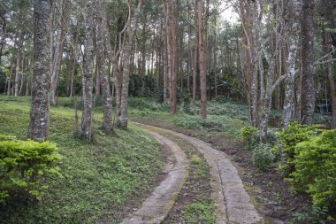 Kuzey Tayland 'ın Nan ilindeki Khun Sathan Ulusal Parkı' ndaki Watershed Araştırma İstasyonu 'nda orman. Tayland, Nan, 22 Kasım 2024.