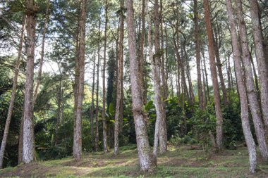 Kuzey Tayland 'ın Nan ilindeki Khun Sathan Ulusal Parkı' ndaki Watershed Araştırma İstasyonu 'nda orman. Tayland, Nan, 22 Kasım 2024.