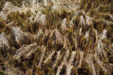 Kuzey Tayland 'ın Phrae ili ve Phrae ili yakınlarındaki Ban Nakhuha Köyü' nden Wat Na Khu Ha 'daki Ricefield. Tayland, Phrae, 24 Kasım 2024.