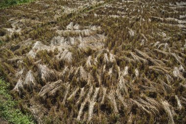 Kuzey Tayland 'ın Phrae ili ve Phrae ili yakınlarındaki Ban Nakhuha Köyü' nden Wat Na Khu Ha 'daki Ricefield. Tayland, Phrae, 24 Kasım 2024.