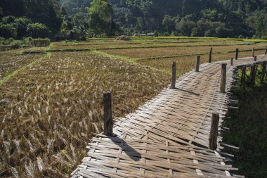 Kuzey Tayland 'ın Phrae ili ve Phrae ili yakınlarındaki Ban Nakhuha Köyü' nden Wat Na Khu Ha 'daki Ricefield. Tayland, Phrae, 24 Kasım 2024.