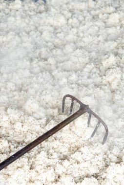 Kuzey Tayland 'ın Phrae ilindeki Sa-iap Köyü' ndeki Rice Spirits Factory Ban Kruathong 'da yapışkan pirinç. Tayland, Phrae, Kasım, 25, 2024.