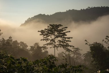 Tayland, Sapan: 21 Kasım 2024 - Kuzey Tayland 'da Ban Bo Kluea yakınlarındaki Ban Yot Doi Geçidi' nde sabah sisi. 