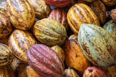 Fasulyeli taze kakao meyveleri, çiğ kakao meyveleri. 