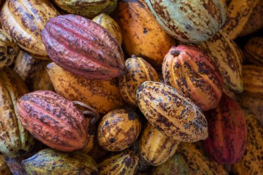 Fasulyeli taze kakao meyveleri, çiğ kakao meyveleri. 