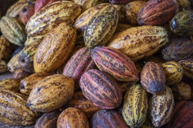 Fasulyeli taze kakao meyveleri, çiğ kakao meyveleri. 