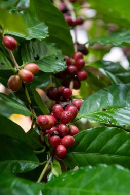 Kuzey Tayland 'ın Nan ilindeki Pua Town yakınlarındaki Ban Sakad köyündeki kahve çiftliği.. 