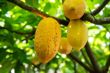 Tayland, Pua: 19 Kasım 2024 - Kuzey Tayland 'ın Nan ilindeki Pua Town' da Cocoa Valley çiftliklerinde kakao fasulyesi.