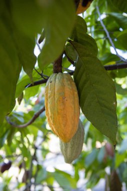 Tayland, Pua: 19 Kasım 2024 - Kuzey Tayland 'ın Nan ilindeki Pua Town' da Cocoa Valley çiftliklerinde kakao fasulyesi.