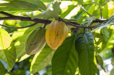 Tayland, Pua: 19 Kasım 2024 - Kuzey Tayland 'ın Nan ilindeki Pua Town' da Cocoa Valley çiftliklerinde kakao fasulyesi.