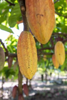 Tayland, Pua: 19 Kasım 2024 - Kuzey Tayland 'ın Nan ilindeki Pua Town' da Cocoa Valley çiftliklerinde kakao fasulyesi.