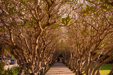 Tayland, Nan: 15 Kasım 2024 - Kuzey Tayland 'ın Nan ilindeki Plumeria Trees Tunnel.  