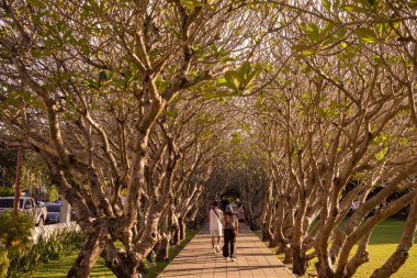Tayland, Nan: 15 Kasım 2024 - Kuzey Tayland 'ın Nan ilindeki Plumeria Trees Tunnel.  