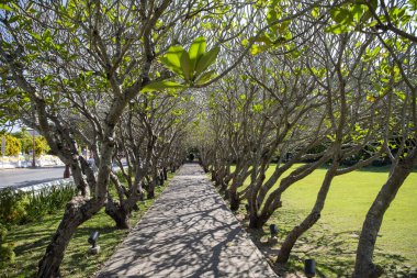 Tayland, Nan: 15 Kasım 2024 - Kuzey Tayland 'ın Nan ilindeki Plumeria Trees Tunnel.  