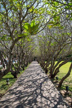 Tayland, Nan: 15 Kasım 2024 - Kuzey Tayland 'ın Nan ilindeki Plumeria Trees Tunnel.  