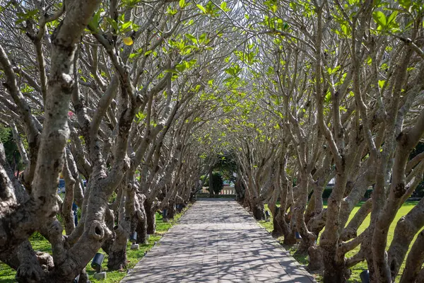Tayland, Nan: 15 Kasım 2024 - Kuzey Tayland 'ın Nan ilindeki Plumeria Trees Tunnel.  