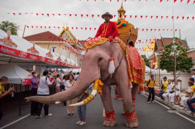 Tayland, Bangkok - 8 Kasım 2024: Tayland Filleri Tayland 'da Wat Saket Festivali Fuarının açılış töreninde.