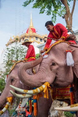 Tayland, Bangkok - 8 Kasım 2024: Tayland Filleri Tayland 'da Wat Saket Festivali Fuarının açılış töreninde.