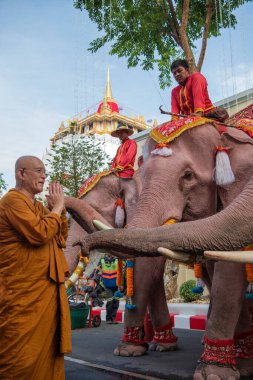 Tayland, Bangkok - 8 Kasım 2024: Tayland Filleri Tayland 'da Wat Saket Festivali Fuarının açılış töreninde.
