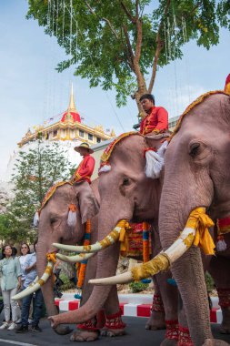 Tayland, Bangkok - 8 Kasım 2024: Tayland Filleri Tayland 'da Wat Saket Festivali Fuarının açılış töreninde.