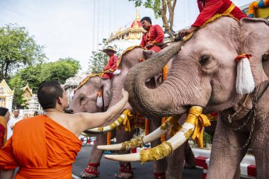 Tayland, Bangkok - 8 Kasım 2024: Tayland Filleri Tayland 'da Wat Saket Festivali Fuarının açılış töreninde.