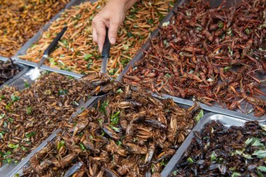 Bangkok, Tayland 'daki Wat Saket Festivali' ndeki Tayland Gıda Pazarı 'nda gevrek böcekler 8 Kasım 2024.