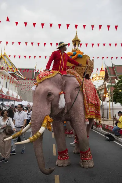 Tayland, Bangkok - 8 Kasım 2024: Tayland Filleri Tayland 'da Wat Saket Festivali Fuarının açılış töreninde.