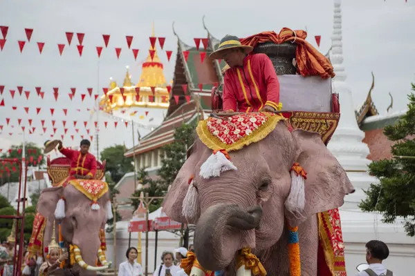 Tayland, Bangkok - 8 Kasım 2024: Tayland Filleri Tayland 'da Wat Saket Festivali Fuarının açılış töreninde.