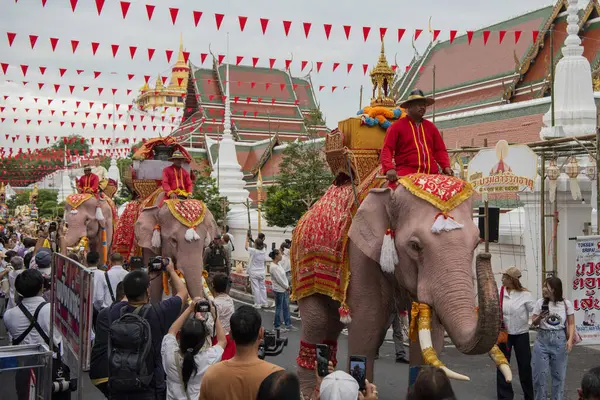 Tayland, Bangkok - 8 Kasım 2024: Tayland Filleri Tayland 'da Wat Saket Festivali Fuarının açılış töreninde.