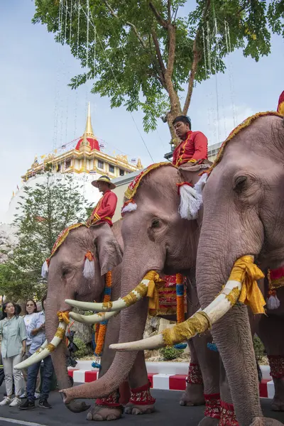 Tayland, Bangkok - 8 Kasım 2024: Tayland Filleri Tayland 'da Wat Saket Festivali Fuarının açılış töreninde.