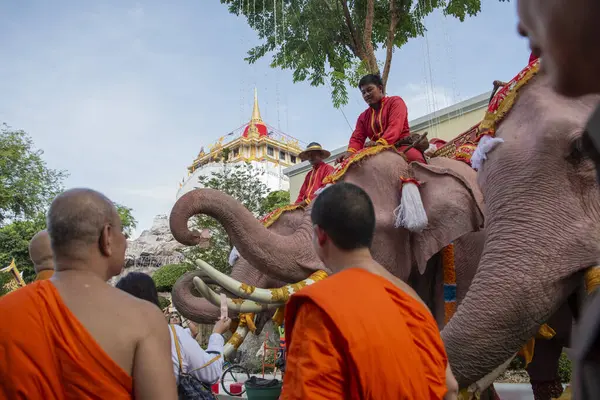 Tayland, Bangkok - 8 Kasım 2024: Tayland Filleri Tayland 'da Wat Saket Festivali Fuarının açılış töreninde.