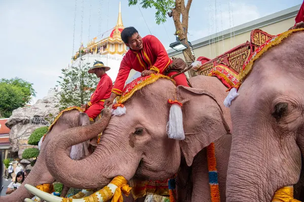 Tayland, Bangkok - 8 Kasım 2024: Tayland Filleri Tayland 'da Wat Saket Festivali Fuarının açılış töreninde.