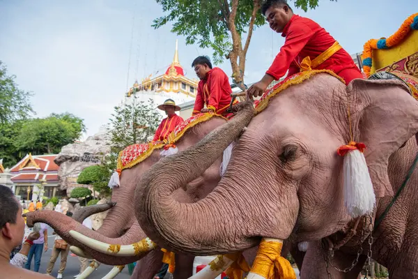 Tayland, Bangkok - 8 Kasım 2024: Tayland Filleri Tayland 'da Wat Saket Festivali Fuarının açılış töreninde.