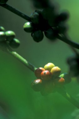 Endonezya 'daki Bali Adası' ndaki Ubud şehrinin yakınındaki bir kahve çiftliğinde kahve ağacı. Endonezya, Bali, 9 Mart 2001  