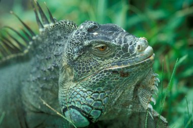 Endonezya 'daki Bali Adası' nda yeşil bir Iguana hayvanı. Endonezya, Bali, Mart, 3, 2001